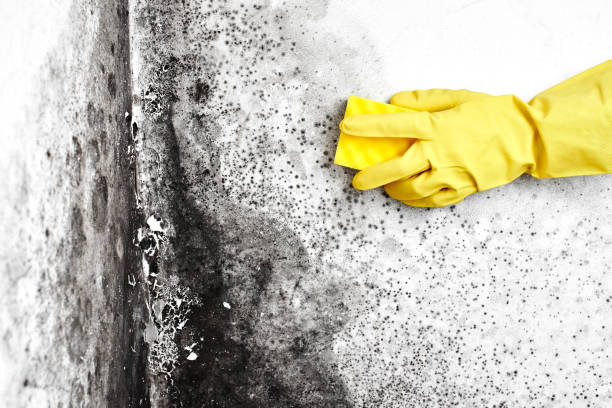 Best Local Mold Removal Service  in Smithton, IL