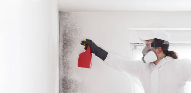 Best Affordable Mold Removal  in Smithton, IL