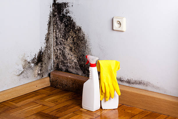 Best Best Mold Removal Companies  in Smithton, IL