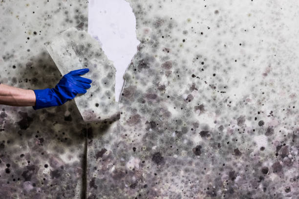 Best Toxic Mold Removal  in Smithton, IL